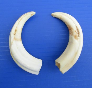 Two Small African Warthog Tusks,5.5" (2.30 ounces) - Buy these for $12 each