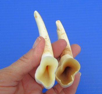 Two Small African Warthog Tusks,5.5" (2.30 ounces) - Buy these for $12 each