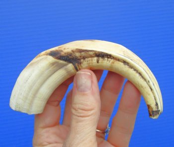 6.50" Real Warthog Tusk, 1.9 ounces, (4" SOLID) - Buy for $17.99