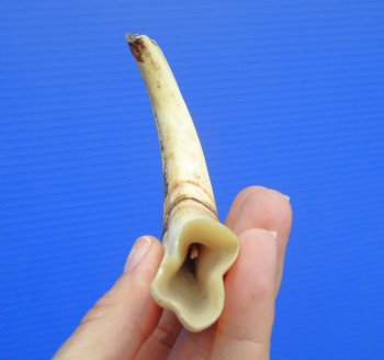 6.50" Real Warthog Tusk, 1.9 ounces, (4" SOLID) - Buy for $17.99