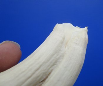 6" Real Warthog Tusk, 2 ounces, (4.75" SOLID) - Buy for $17.99