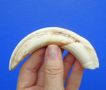6" Real Warthog Tusk, 2 ounces, (4.75" SOLID) - Buy for $17.99