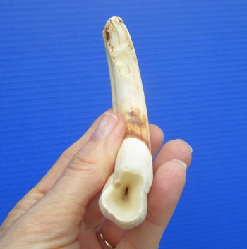 6" Real Warthog Tusk, 2 ounces, (4.75" SOLID) - Buy for $17.99