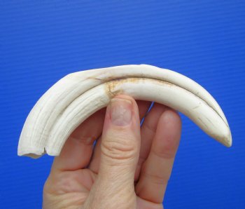 6.25 inches Real Warthog Tusk, 1.7 ounces, (5" SOLID) - Buy for $17.99