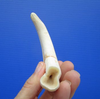 6.25 inches Real Warthog Tusk, 1.7 ounces, (5" SOLID) - Buy for $17.99