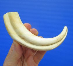 6.5" Real Wart...