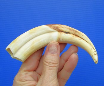 6.5" Real Warthog Tusk, 2.3 ounces, (4.50" SOLID) - Buy for $17.99