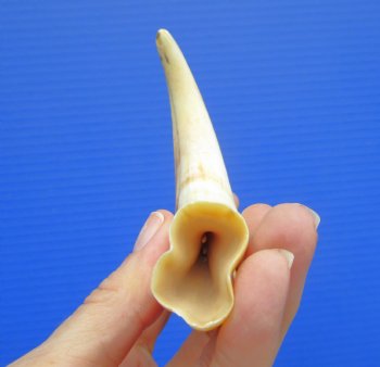 6.5" Real Warthog Tusk, 2.3 ounces, (4.50" SOLID) - Buy for $17.99