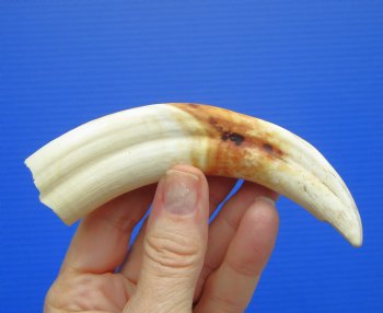 5.75 inches Real Warthog Tusk, 2.0 ounces, (3.50" SOLID) - Buy for $14.99