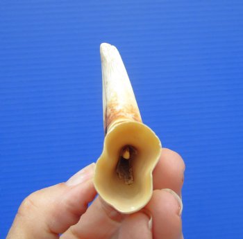 5.75 inches Real Warthog Tusk, 2.0 ounces, (3.50" SOLID) - Buy for $14.99