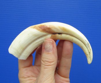 6" Real Warthog Tusk, 1.9 ounces, (4" SOLID) - Buy for $17.99