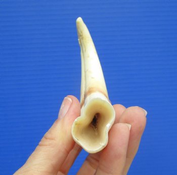 6" Real Warthog Tusk, 1.9 ounces, (4" SOLID) - Buy for $17.99