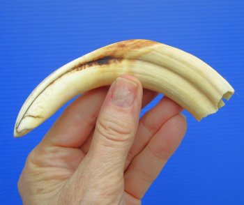 5.75 inches Real Warthog Tusk, 1.7 ounces, (3.50" SOLID) - Buy for $14.99
