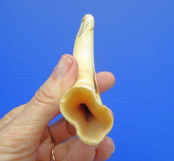 5.75 inches Real Warthog Tusk, 1.7 ounces, (3.50" SOLID) - Buy for $14.99