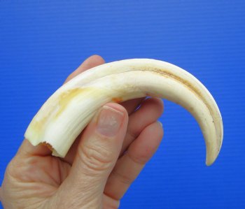 6.25 inches Real Warthog Tusk, 1.6 ounces, (4.75" SOLID) - Buy for $17.99