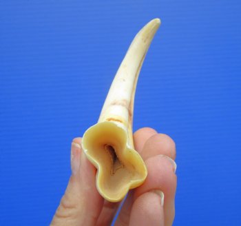 6.25 inches Real Warthog Tusk, 1.6 ounces, (4.75" SOLID) - Buy for $17.99
