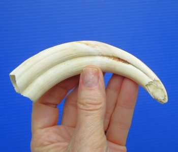 6" Real Warthog Tusk, 1.7 ounces, (3.25" SOLID) - Buy for $17.99