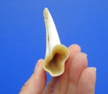 6" Real Warthog Tusk, 1.7 ounces, (3.25" SOLID) - Buy for $17.99