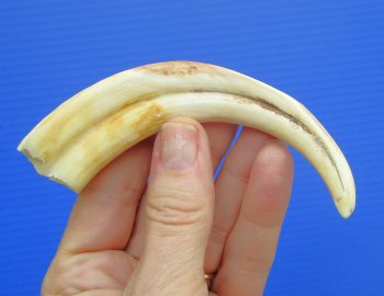 5.50 inches Real Warthog Tusk, 1.1 ounces, (3.25" SOLID) - Buy for $14.99