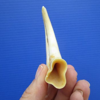 5.50 inches Real Warthog Tusk, 1.1 ounces, (3.25" SOLID) - Buy for $14.99