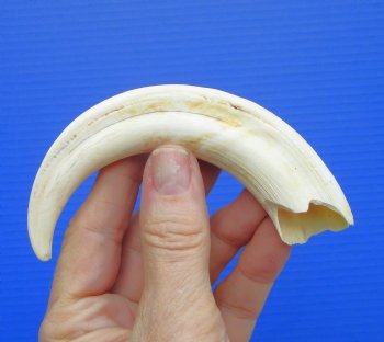 6.25 inches Real Warthog Tusk, 1.7 ounces, (4" SOLID) - Buy for $17.99