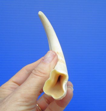 6.25 inches Real Warthog Tusk, 1.7 ounces, (4" SOLID) - Buy for $17.99