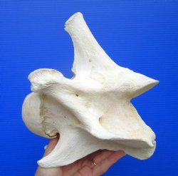 8 inches Giraffe Ve...