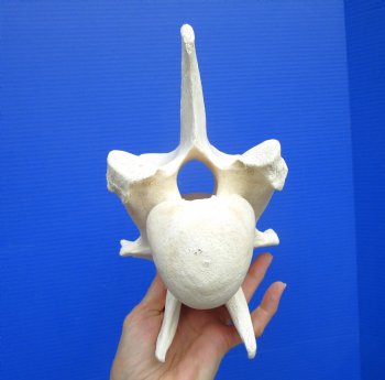 8 inches Giraffe Vertebra Bone for $64.99