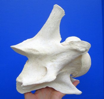 8 inches Giraffe Vertebra Bone for $64.99