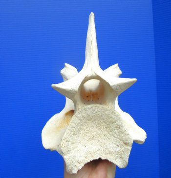 8 inches Giraffe Vertebra Bone for $64.99