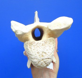 12-3/4 inches Giraffe Vertebra Bone for $64.99