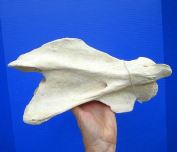 12-3/4 inches Giraffe Vertebra Bone for $64.99