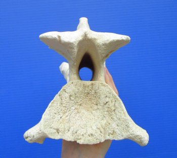 12-3/4 inches Giraffe Vertebra Bone for $64.99