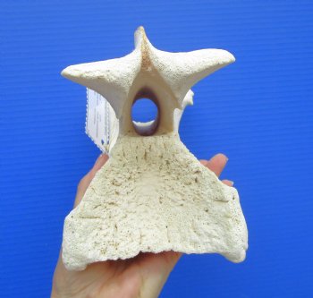 12 inches Giraffe Vertebra Bone for $64.99