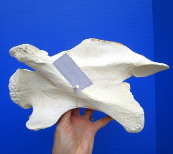 12 inches Giraffe Vertebra Bone for $64.99