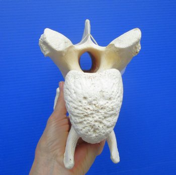 12 inches Giraffe Vertebra Bone for $64.99