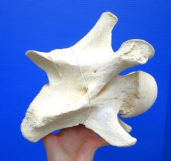 9-1/2 inches Giraff...