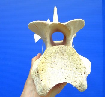 9-1/2 inches Giraffe Vertebra Bone for $64.99