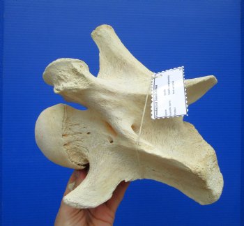 9-1/2 inches Giraffe Vertebra Bone for $64.99