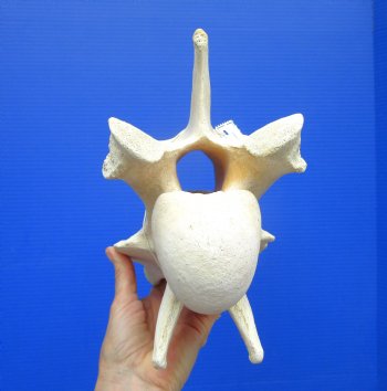 9-1/2 inches Giraffe Vertebra Bone for $64.99