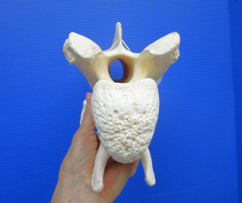 9-1/2 inches Giraffe Vertebra Bone for $64.99
