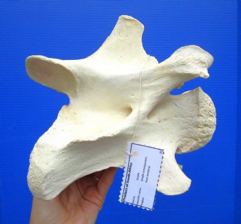 8-3/4 inches Genuine African Giraffe Vertebra Bone for $64.99