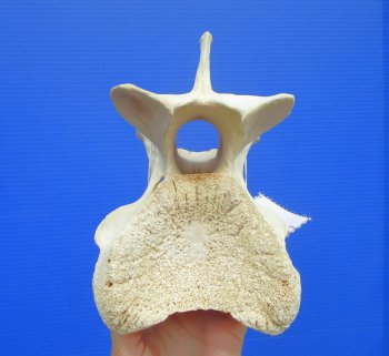 8-3/4 inches Genuine African Giraffe Vertebra Bone for $64.99
