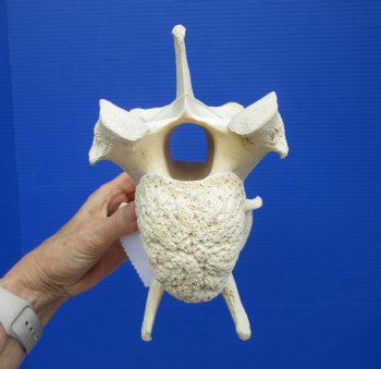 8-3/4 inches Genuine African Giraffe Vertebra Bone for $64.99