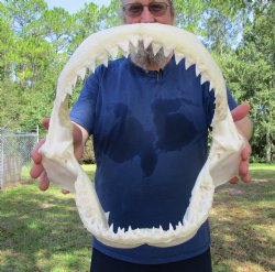 Real Bull Shark Jaw (Carcharhinus leucas) 13.5Lx12.25H<Font color=red> WITH VERY SHARP TEETH </font> for $164.99