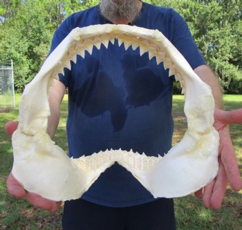 Real Bull Shark Jaw (Carcharhinus leucas) 13.5Lx12.25H<Font color=red> WITH VERY SHARP TEETH </font> for $164.99