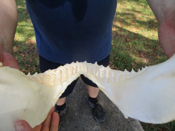 Real Bull Shark Jaw (Carcharhinus leucas) 13.5Lx12.25H<Font color=red> WITH VERY SHARP TEETH </font> for $164.99