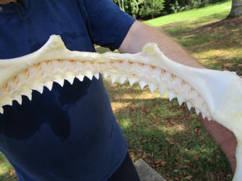 Real Bull Shark Jaw (Carcharhinus leucas) 13.5Lx12.25H<Font color=red> WITH VERY SHARP TEETH </font> for $164.99