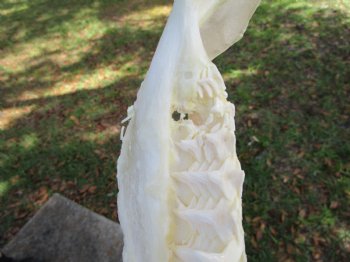 Real Bull Shark Jaw (Carcharhinus leucas) 13.5Lx12.25H<Font color=red> WITH VERY SHARP TEETH </font> for $164.99