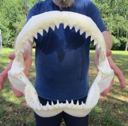 Authentic Bull Shark Jaw (Carcharhinus leucas) 13Lx10.5H<Font color=red> WITH VERY SHARP TEETH </font> for $164.99